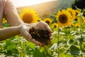 Field of sunflowers under bright sun Royalty Free Stock Photo